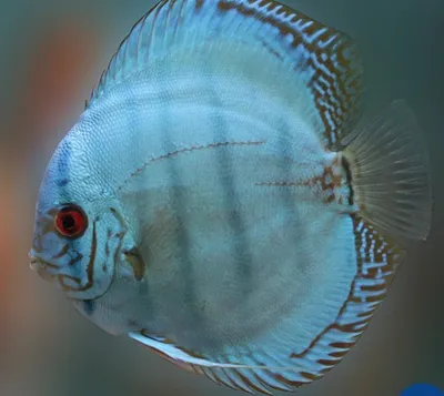 Глубоководные светящиеся рыбы - 80 фото