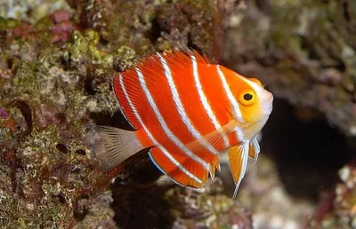 Аквариумные рыбки (Aquarium fish farming): Морской мятный ангел. Marine  mint angel.Peppermint Angelfish