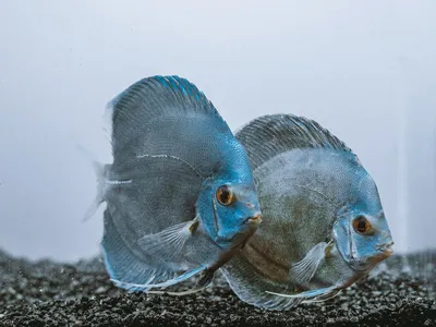 Необычные рыбы (48 лучших фото)