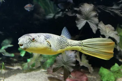 Самые дорогие аквариумные рыбки: ТОП-8 | В мире рыбок | Дзен