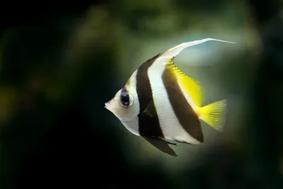 Самые дорогие аквариумные рыбки/The most expensive aquarium fish - YouTube