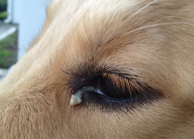 Картинки собак с микозом: скачать бесплатно в webp формате