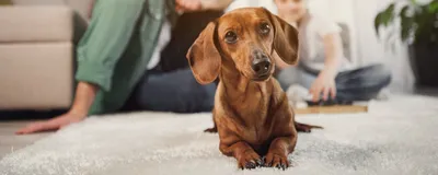 Картинки собак с микозом: скачивайте в webp формате