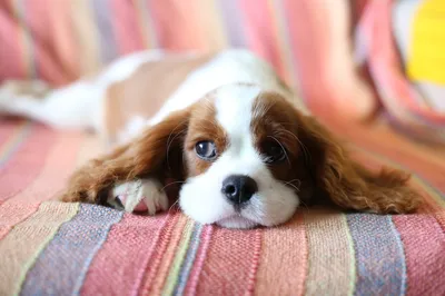 Фотографии собак с микозом: лучшие изображения для загрузки