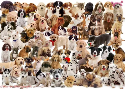 Много собак: коллекция фотографий в хорошем качестве