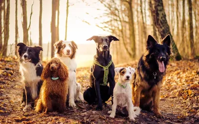 Фото многочисленных собак в разных форматах: jpg, png, webp