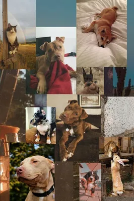Собачья галерея: удивительные снимки исключительных пород