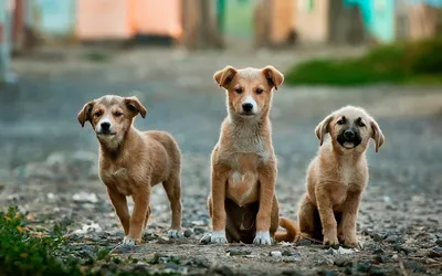 Исследуйте мир собак: бесплатные фотографии для скачивания