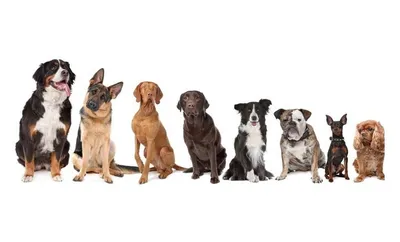 Многочисленные породы собак: основные фото и детали
