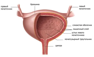 Мочевой пузырь человека фото