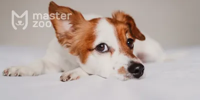 Фото собак с мокнущим лишаем: качество и бесплатное скачивание