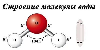 ustanna_bio - ☝🏻💧 Молекула воды является полярной молекулой, т. е.  диполем. 📝 Молекула воды состоит из одного атома кислорода, связанного  ковалентной связью с двумя атомами водорода. В молекуле воды главным  действующим лицом