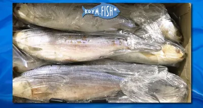morskaia.ryba - #morskaia_ryba ・・・ 🐟Молочная рыба 🐟вяленая 🔸Цена -  455₽/кг🔸 ⠀ Молочная рыба или ханос - имеет плотное жемчужно-белое мясо,  аппетитный вид и нежнейший, насыщенный вкус.😋👌🏼 ⠀ Рыба достаточно  жирная, но это