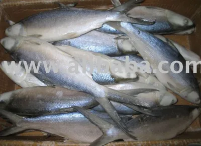 солёная молочная рыба стоковое изображение. изображение насчитывающей  морепродукты - 224632771
