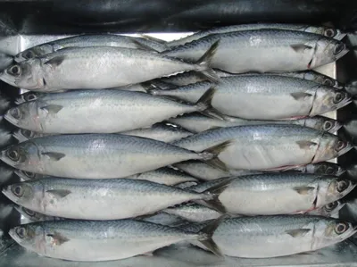 Молочная рыба Рыбные продукты Жирная рыба Единственная фауна, рыба,  животные, морепродукты, биология png | PNGWing