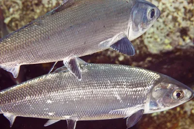 Сардина Жирная рыба Молочная рыба Морская биология, Рыбалка Приманка,  морепродукты, биология png | PNGEgg