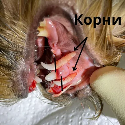 Молочные зубы у собак фотографии