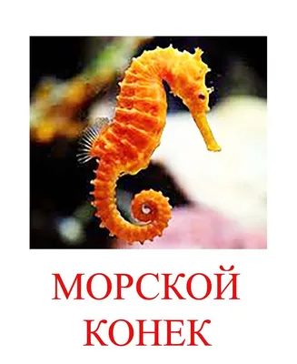 Раскраски, море рыбы. Сайт с раскрасками., море рыбы. Разукраски., Лодка  для ловли рыбы. Бесплатно найти раскраску., Блюдо из рыбы - чёрно-белое  изображение для детей. Сайт с раскрасками., Блюдо из рыбы. Раскраски для