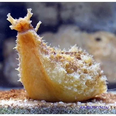 Морской Заяц - Dolabella Auricularia
