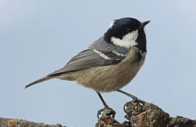 Московка (Periparus ater)