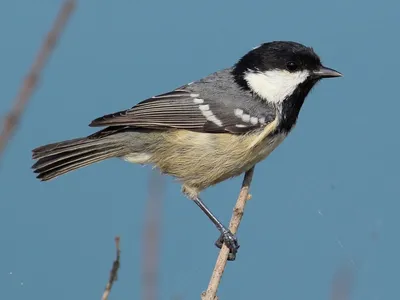 Московка. / Московка Parus ater 11 см в длину Типичная птица хвойных лесов