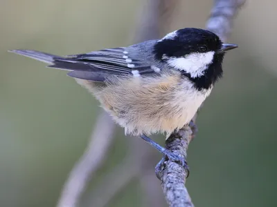 Московка - eBird