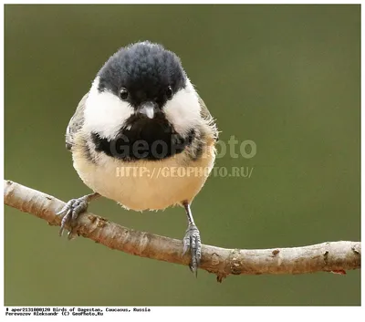 Московка (Periparus ater) . Фотогалерея птиц. Фотографии птиц России,  Беларуси, Украины, Казахстана, Таджикистана, Азербайджана.