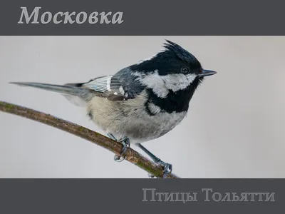 Фотография Московка (Parus ater) Птицы Дагестана | Фотобанк  ГеоФото/GeoPhoto | GetImages Group