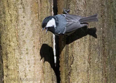 Фотография Московка (Parus ater) Птицы Дагестана | Фотобанк  ГеоФото/GeoPhoto | GetImages Group