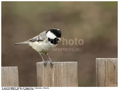 Московка (Parus ater). Птицы Сибири.