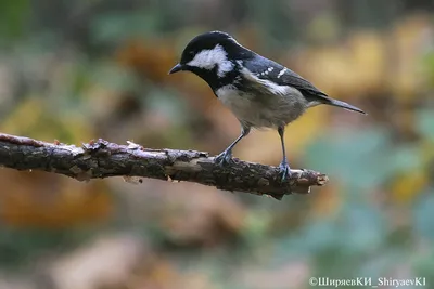 Московка (Periparus ater). Фотогалерея птиц. Фотографии птиц России,  Беларуси, Украины, Казахстана, Таджикистана, Азербайджана.