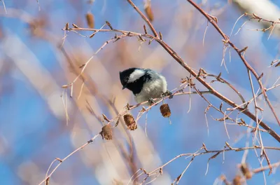 Фотография Московка (Parus ater) Птицы Дагестана | Фотобанк  ГеоФото/GeoPhoto | GetImages Group