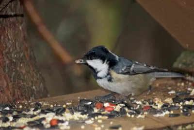 Московка (Parus ater). Птицы Сибири.