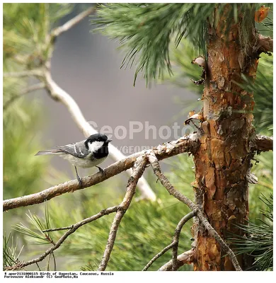 Московка (Parus ater). Фотогалерея птиц. Фотографии птиц России, Беларуси,  Украины, Казахстана, Таджикистана, Азербайджана.