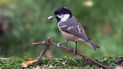 Московка, или чёрная синица - Periparus ater :: Евгений – Социальная сеть  ФотоКто