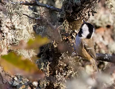 Московка (cypriotes) - eBird