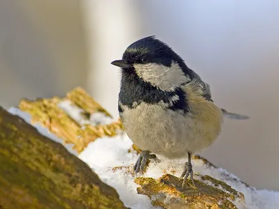 Птицы Псковской области » Московка (Parus ater)