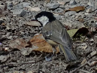 Московка - eBird