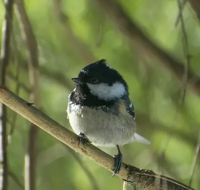 Coal Tit , Московка - Periparus ater. Фотограф Евгений