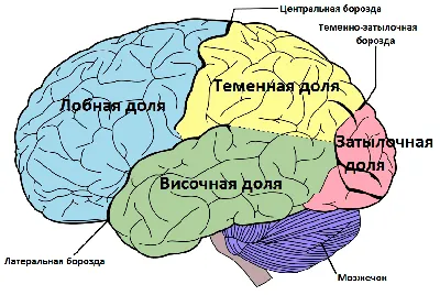 Объяснено уменьшение человеческого мозга: Наука: Наука и техника: Lenta.ru