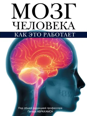 644 661 рез. по запросу «Мозг человека» — изображения, стоковые фотографии,  трехмерные объекты и векторная графика | Shutterstock