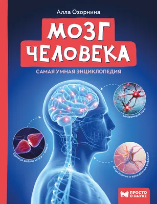 LER1903 Развивающая игрушка \"Мозг человека модель в разрезе\"  (демонстрационный материал из мягкой пены, 12.5см., 1 элемент )