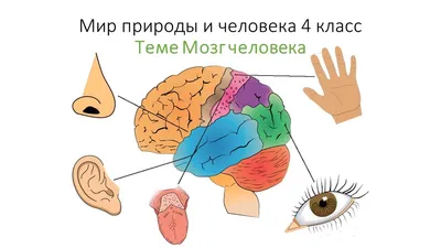 Как мозг человека стал суперкомпьютером: секреты байесовского вывода /  Оффтопик / iXBT Live