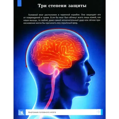 Мини-мозг\" человека поможет в разработке новых методов лечения | Здоровье |  ERR