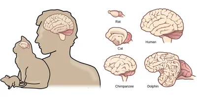 Модель мозга с артериями, 9 частей - 3B Smart Anatomy - 1017868 - C20 -  Модели мозга человека - 3B Scientific