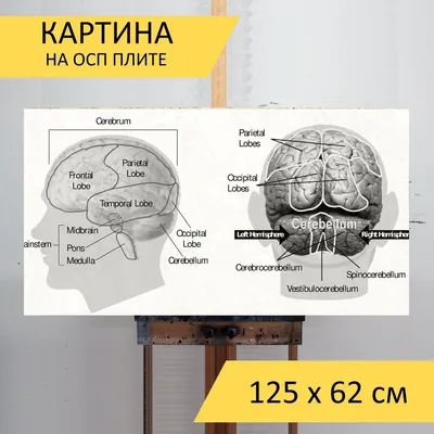 Как меняется мозг от рождения до смерти