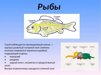 Глава 6. Позвоночные: рыбы, амфибии, птицы, млекопитающие