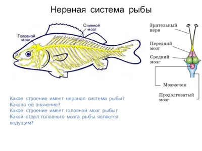 Мозг Рыбы Рисунок (57 Фото)