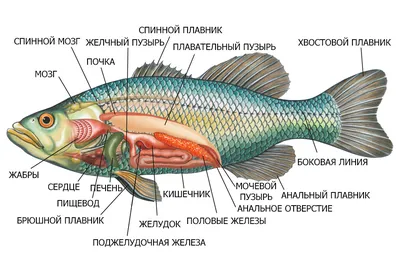 Мозг Рыбы Рисунок (57 Фото)