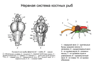 Надкласс рыбы, подготовка к ЕГЭ по биологии